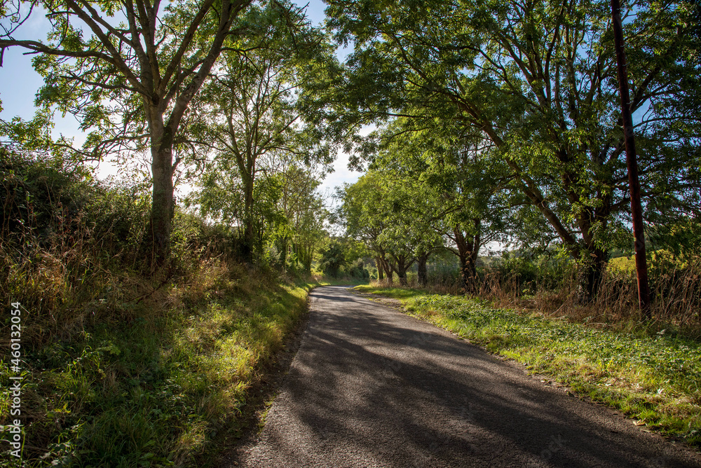 Hampshire, England, UK. 2021. Laate afternoon sunlight shines through trees on a country lane during early Autumn in Hampshire, UK