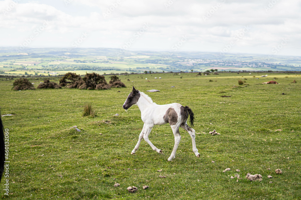 Two horses, mother and her spring, eating in the wild in the middle of nature in the UK.