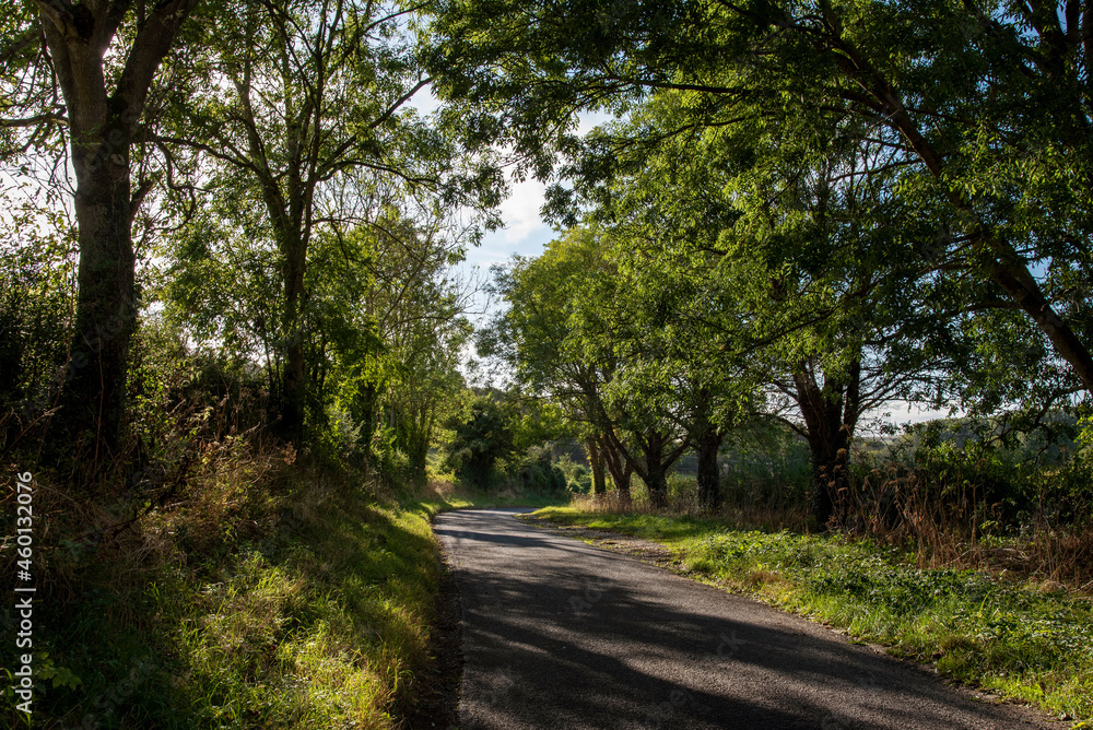 Hampshire, England, UK. 2021. Laate afternoon sunlight shines through trees on a country lane during early Autumn in Hampshire, UK