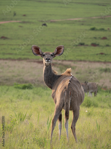 Fototapeta Naklejka Na Ścianę i Meble -  Deer in wilderness in South Africa