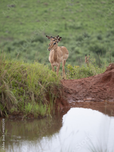 Fototapeta Naklejka Na Ścianę i Meble -  Deer in wilderness in South Africa