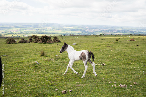 Obraz na płótnie Two horses, mother and her spring, eating in the wild in the middle of nature in the UK. w salonie