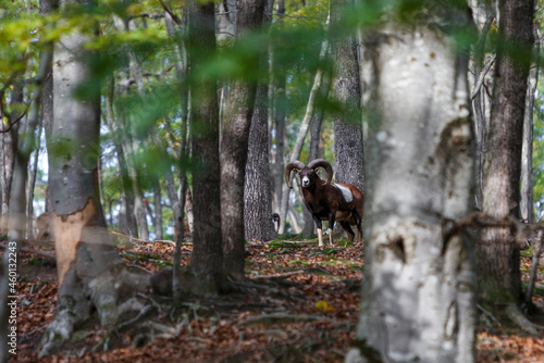 Muflon portrait taken in a transylvanian forest. Romanian wildlife in autumn.