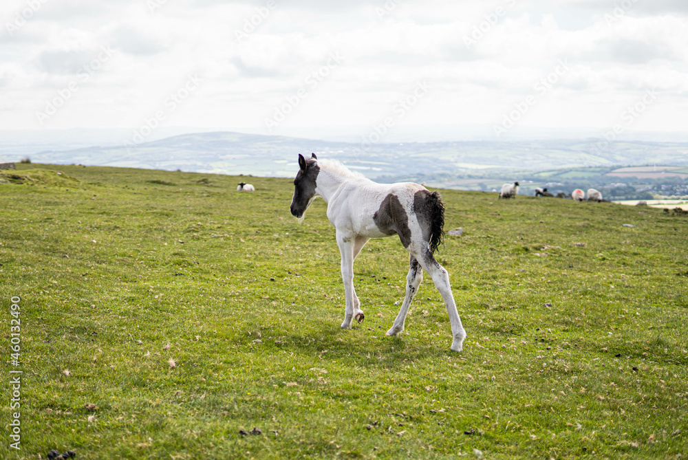Two horses, mother and her spring, eating in the wild in the middle of nature in the UK.
