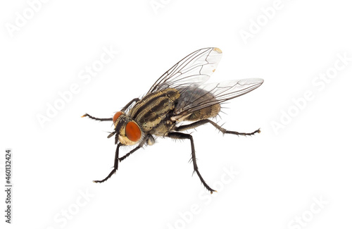 Flesh fly isolated on white background, Sarcophaga sp. © Danut Vieru