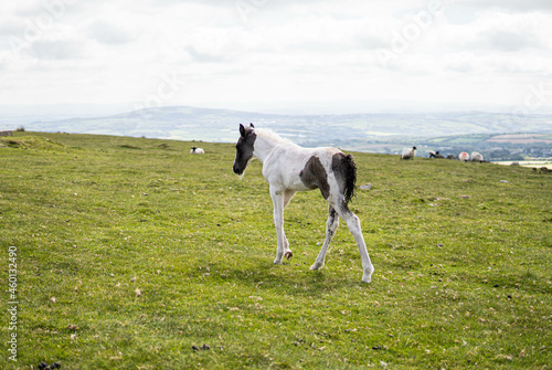 Obraz na płótnie Two horses, mother and her spring, eating in the wild in the middle of nature in the UK. w salonie