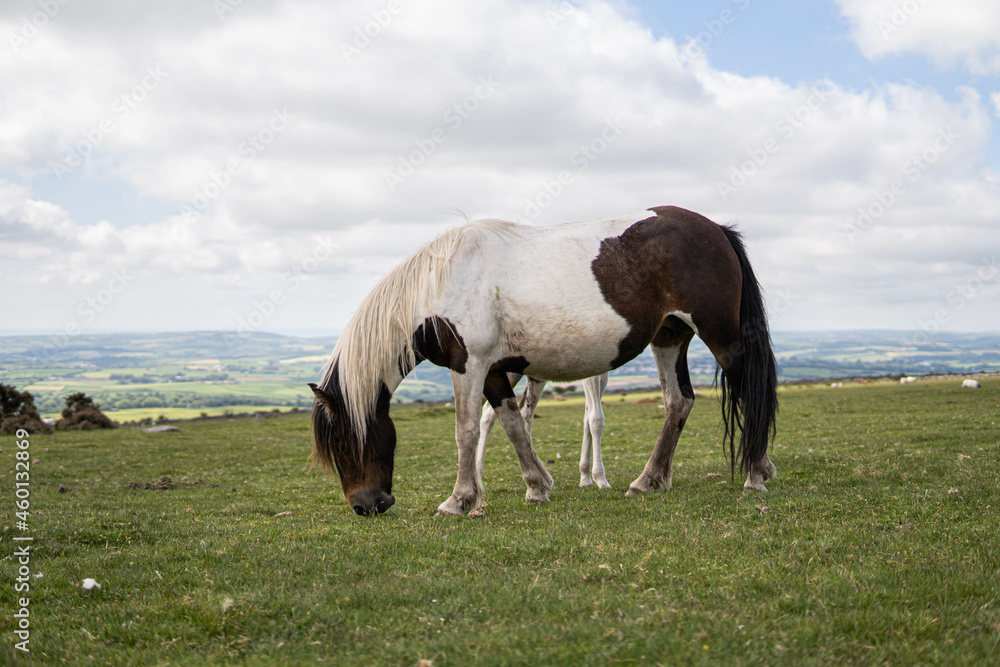 Two horses, mother and her spring, eating in the wild in the middle of nature in the UK.