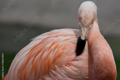 Close up of a preening flamingo