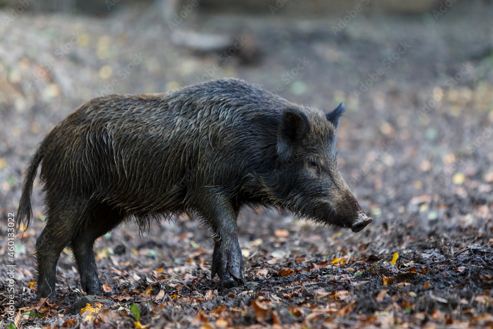Wild boar in transylvanian forest . Wildlife in natural habitat Wild boar in transylvanian forest . Wildlife in natural habitat