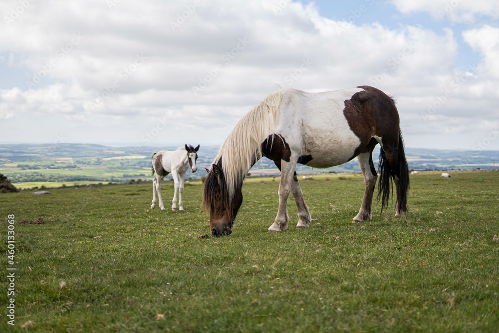 Two horses, mother and her spring, eating in the wild in the middle of nature in the UK.