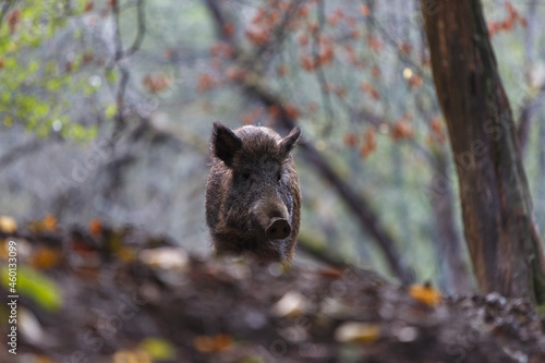 Wild boar in transylvanian forest . Wildlife in natural habitat