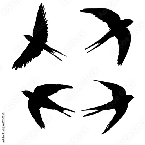 Swallow silhouette. Isolated swallow on white background.