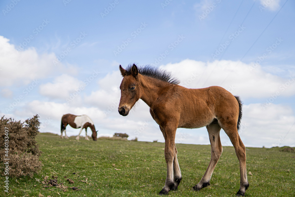 Young brown and wild horse walking in the middle of nature during a sunny day in the UK