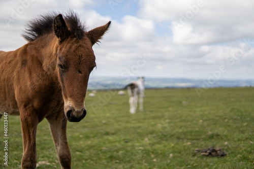 Young brown and wild horse walking in the middle of nature during a sunny day in the UK