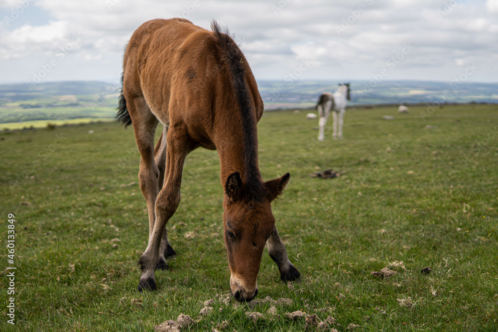 Young brown and wild horse walking in the middle of nature during a sunny day in the UK