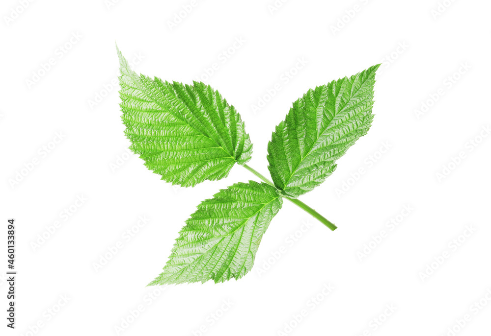 fresh green leaf of raspberry bush isolated on white background fresh green leaf of raspberry bush isolated on white background