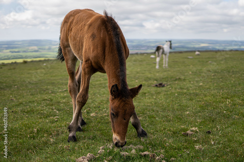 Obraz na płótnie Young brown and wild horse walking in the middle of nature during a sunny day in the UK w salonie