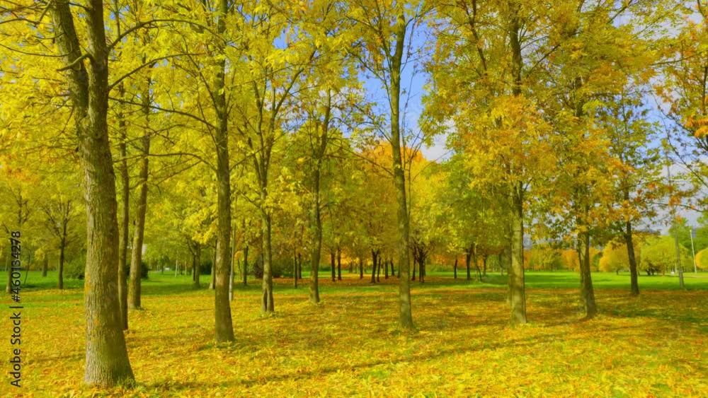 Landscape park in the early autumn morning.