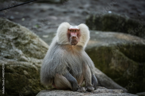 Hamadryas baboon resting on a rock photo