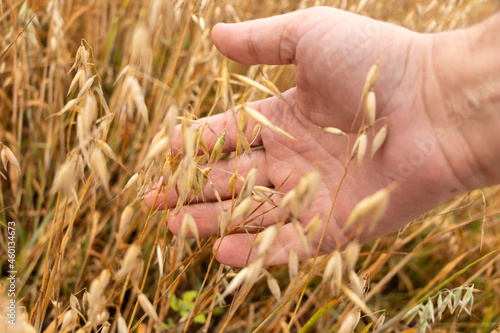Close-up of a man's hand touching ripe ears of oats in a field. Summer concept, harvest time. Organic agricultural products. Selective focus.
