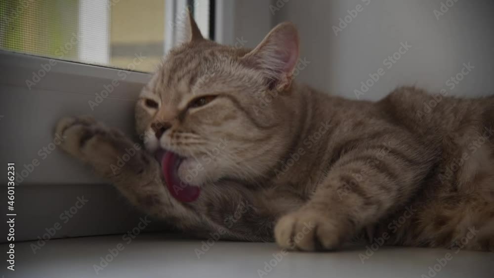 Funny British gray domestic cat with yellow eyes washes it lying down. House. Comfort. Funny British gray domestic cat with yellow eyes washes it lying down. House. Comfort.