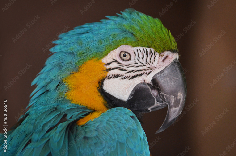 Bashful, colorful macaw surveying the scene.