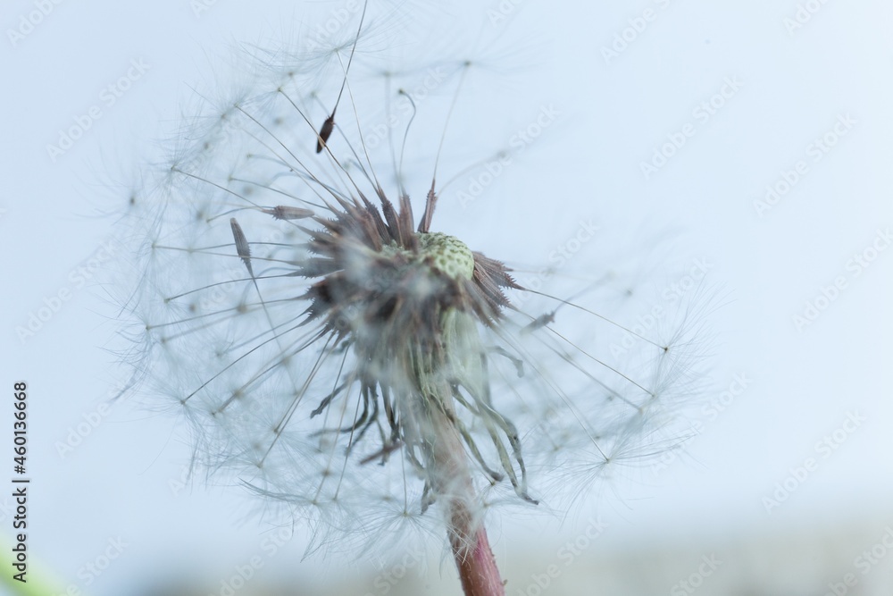 Beautiful wild dandelion seed head
