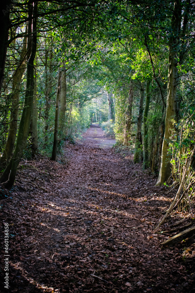Fototapeta premium tree tunnel in old forest, ireland