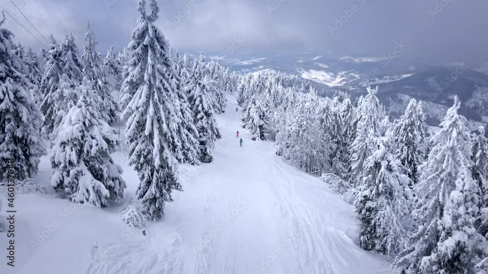 aerial view of the slope between pine trees in carpathian mountains aerial view of the slope between pine trees in carpathian mountains