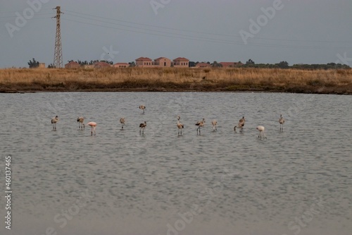 Fenicotteri nelle Saline di Nubia in Sicilia