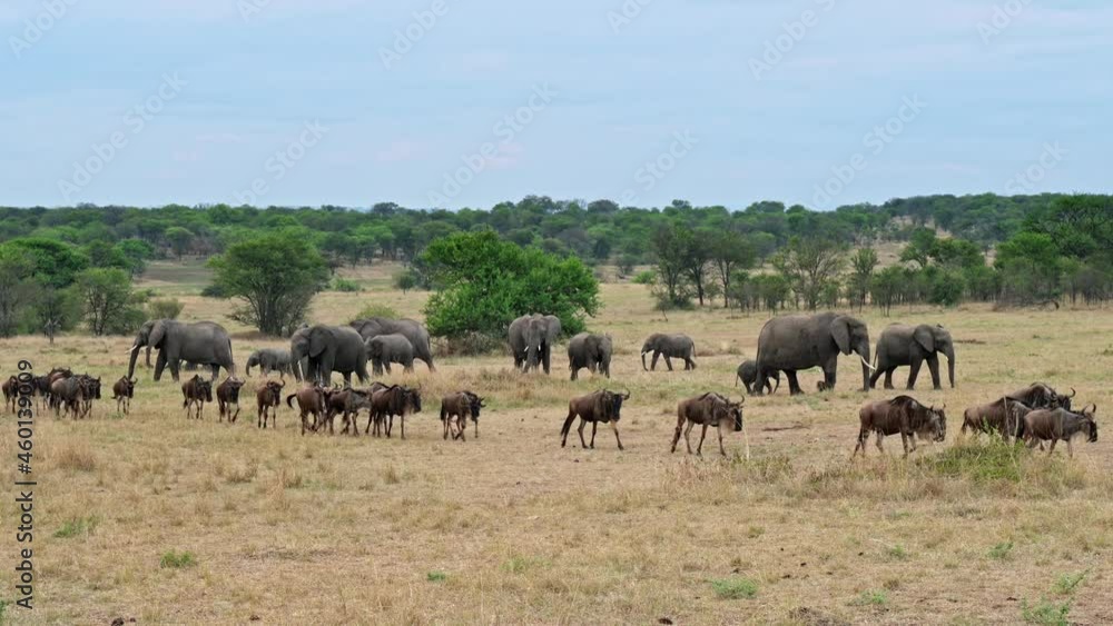 A herd of blue wildebeest (Connochaetes taurinus) on great migration passing in front of a herd of African bush elephant (Loxodonta africana) in Serengeti National Park, Tanzania, Africa A herd of blue wildebeest (Connochaetes taurinus) on great migration passing in front of a herd of African bush elephant (Loxodonta africana) in Serengeti National Park, Tanzania, Africa