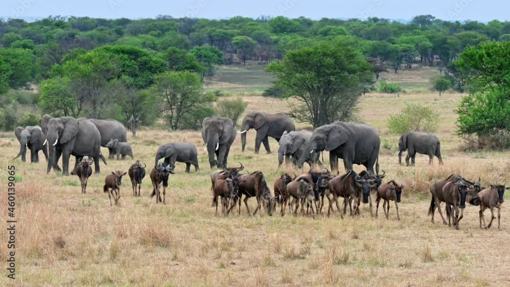 A herd of blue wildebeest (Connochaetes taurinus) on great migration passing in front of a herd of African bush elephant (Loxodonta africana) in Serengeti National Park, Tanzania, Africa A herd of blue wildebeest (Connochaetes taurinus) on great migration passing in front of a herd of African bush elephant (Loxodonta africana) in Serengeti National Park, Tanzania, Africa