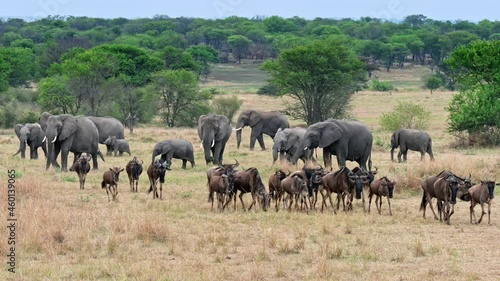A herd of blue wildebeest (Connochaetes taurinus) on great migration passing in front of a herd of African bush elephant (Loxodonta africana) in Serengeti National Park, Tanzania, Africa photo