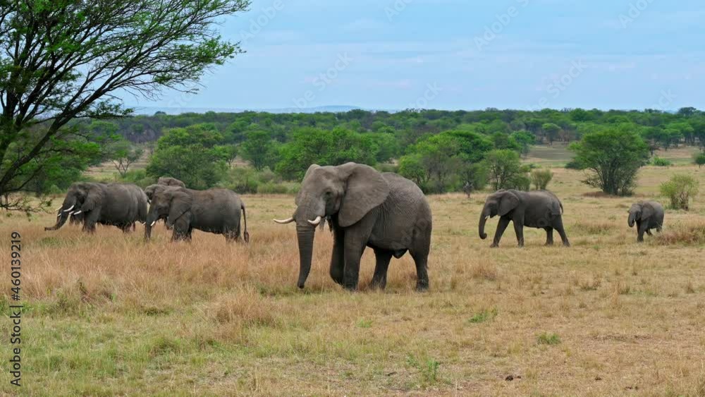 A herd of African bush elephant (Loxodonta africana) in Serengeti National Park, Tanzania, Africa A herd of African bush elephant (Loxodonta africana) in Serengeti National Park, Tanzania, Africa