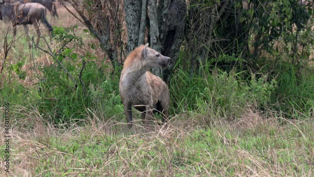 Spotted hyena (Crocuta crocuta) in Serengeti National Park, UNESCO world heritage site, Tanzania, Africa Spotted hyena (Crocuta crocuta) in Serengeti National Park, UNESCO world heritage site, Tanzania, Africa