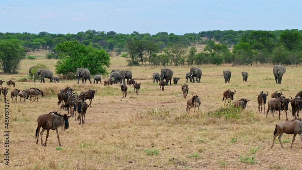 A herd of blue wildebeest (Connochaetes taurinus) on great migration passing in front of a herd of African bush elephant (Loxodonta africana) in Serengeti National Park, Tanzania, Africa A herd of blue wildebeest (Connochaetes taurinus) on great migration passing in front of a herd of African bush elephant (Loxodonta africana) in Serengeti National Park, Tanzania, Africa