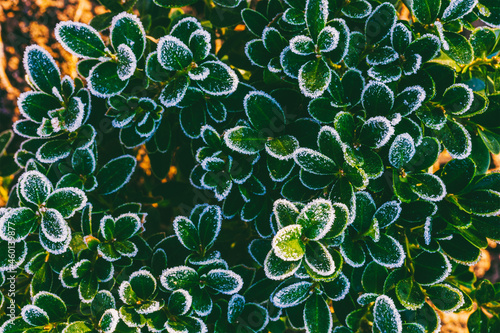 boxwood bush with green leaves covered with hoarfrost on a sunny autumn or winter morning, top view, close-up, black and white photo