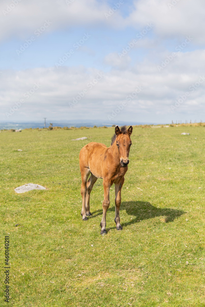 Young brown and wild horse walking in the middle of nature during a sunny day in the UK