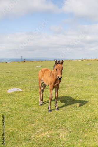 Obraz na płótnie Young brown and wild horse walking in the middle of nature during a sunny day in the UK w salonie