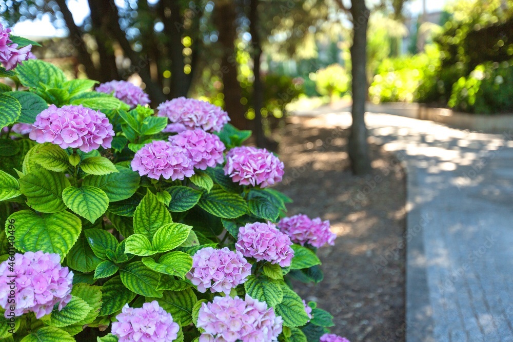 geraniums flowering in an english summer garden with honey bee's collecting pollen