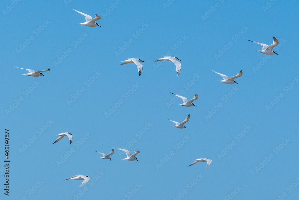 Fototapeta premium Flying seabirds. The roseate tern (Sterna dougallii) is a tern in the family Laridae. 