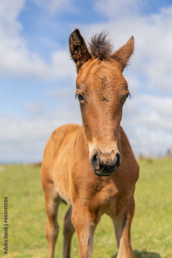 Young brown and wild horse walking in the middle of nature during a sunny day in the UK