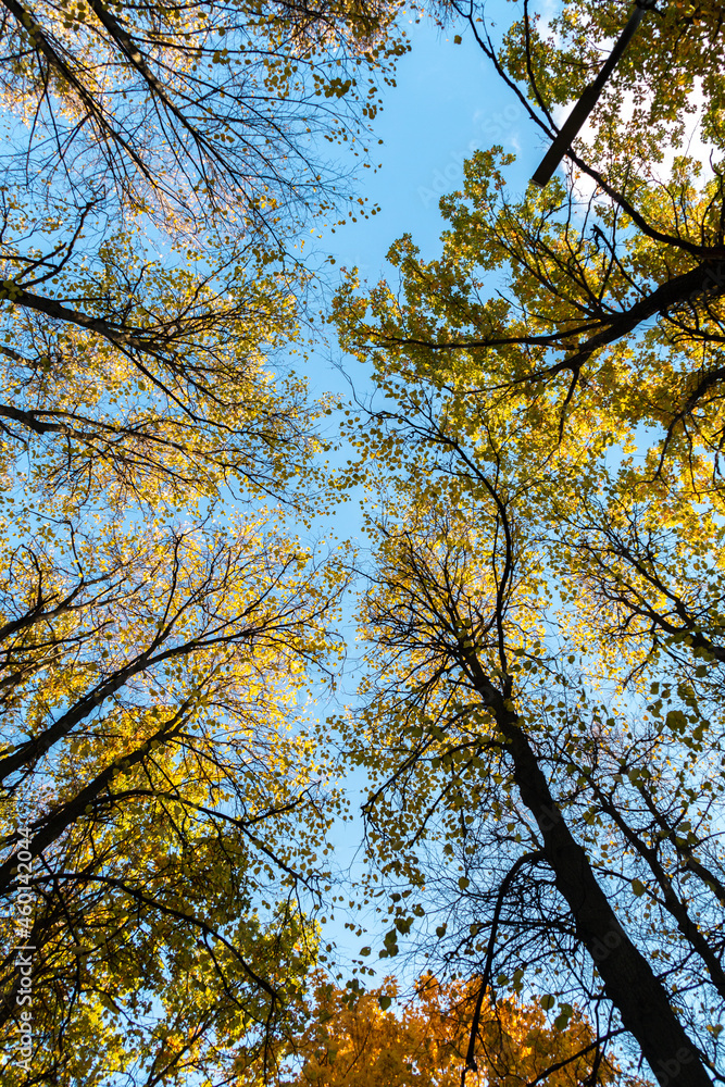 autumn trees wild angle view against blue sky autumn trees wild angle view against blue sky