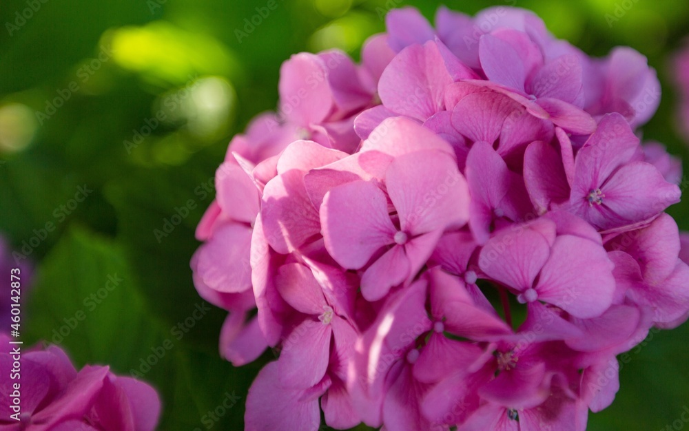 Rich bunch of pink peonies and lilac eustoma roses flowers, green leaf in glass vase. Fresh spring bouquet. Summer Background Rich bunch of pink peonies and lilac eustoma roses flowers, green leaf in glass vase. Fresh spring bouquet. Summer Background