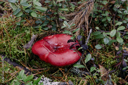 russule on a forest
