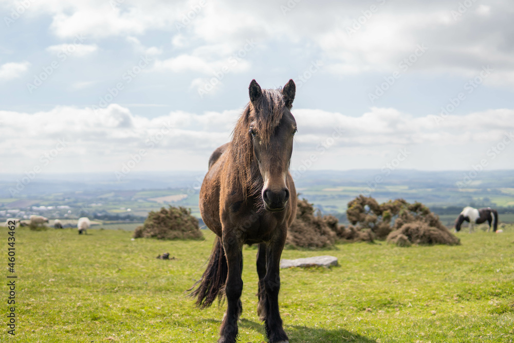 A wild pregnant adult beautiful horse walking in the middle of nature in the UK