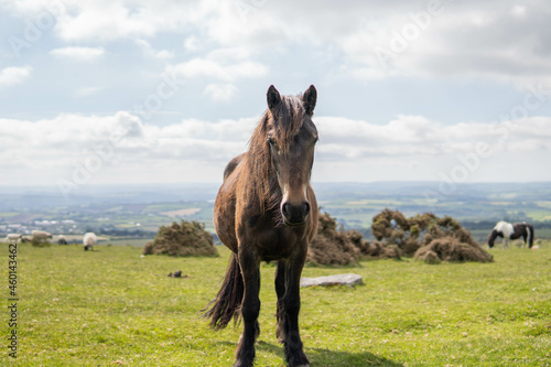 Obraz na płótnie A wild pregnant adult beautiful horse walking in the middle of nature in the UK w salonie