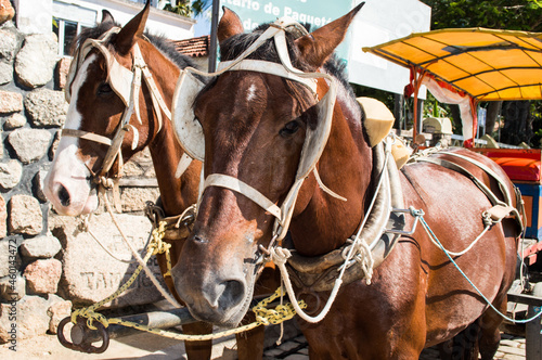 Cavalos com aparatos para servirem a uma pequena carruagem © Plopesphotos
