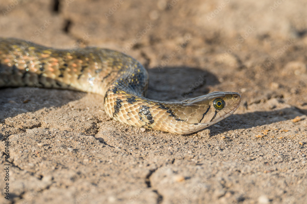 A Yellow-spotted Keelback Snake (Fowlea flavipunctatus) A Yellow-spotted Keelback Snake (Fowlea flavipunctatus)