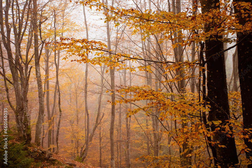 The wonderful autumn nature of mountain forest The wonderful autumn nature of mountain forest